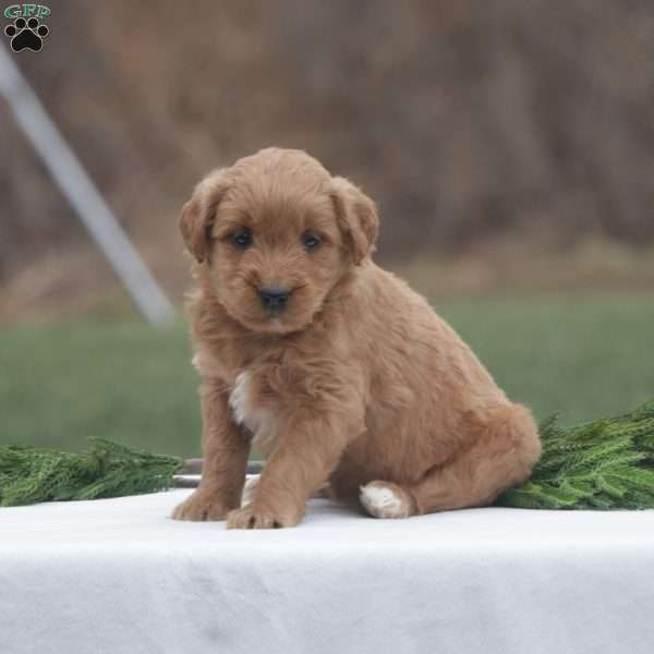 Holly, Goldendoodle Puppy